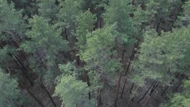 Bosque de pinos en la vista aérea de la tarde, cámara lenta — Vídeo de stock