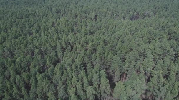 Pine forest in the afternoon aerial view, slow motion — Stock Video