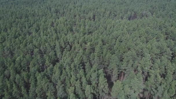 Floresta de pinheiro na visão aérea da tarde, câmera lenta — Vídeo de Stock