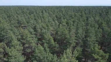 Öğleden sonra hava manzaralı çam ormanı, yavaş çekim