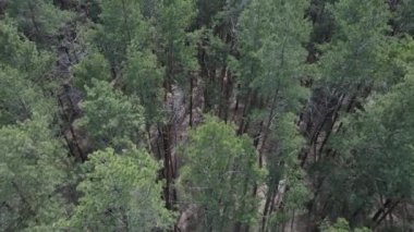 Öğleden sonra hava manzaralı çam ormanı, yavaş çekim