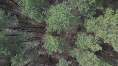 Öğleden sonra hava manzaralı çam ormanı, yavaş çekim