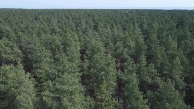 Öğleden sonra hava manzaralı çam ormanı, yavaş çekim