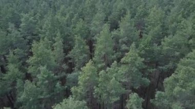 Gündüz yeşil çam ormanı, hava manzarası
