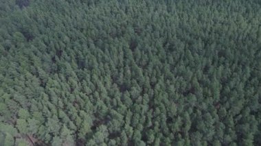 Gündüz yeşil çam ormanı, hava manzarası