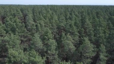 Gündüz yeşil çam ormanı, hava manzarası