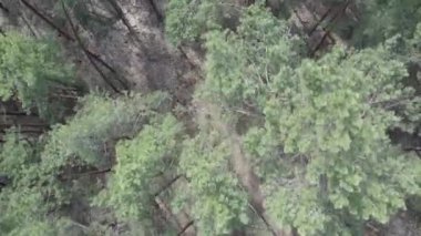 Gündüz yeşil çam ormanı, hava manzarası