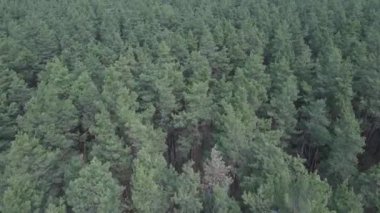 Gündüz yeşil çam ormanı, hava manzarası