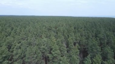 Gündüz yeşil çam ormanı, hava manzarası