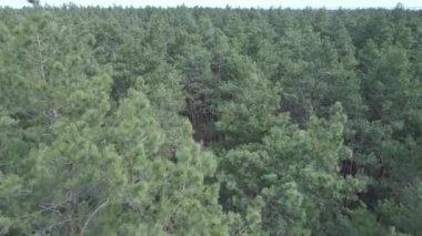 Gündüz yeşil çam ormanı, hava manzarası