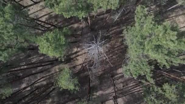 Las sosnowy po południu widok z lotu ptaka, zwolniony ruch — Wideo stockowe