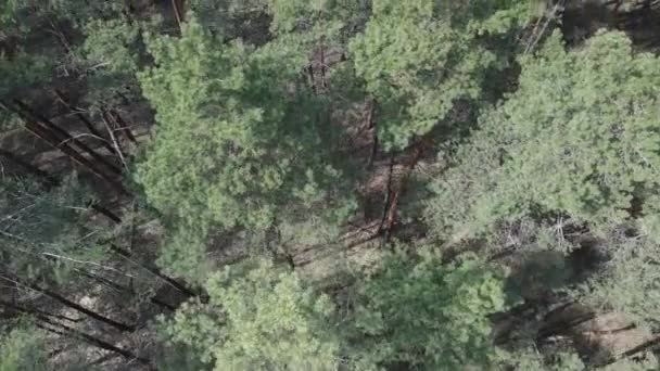 午後の空中ビューで松林,スローモーション — ストック動画