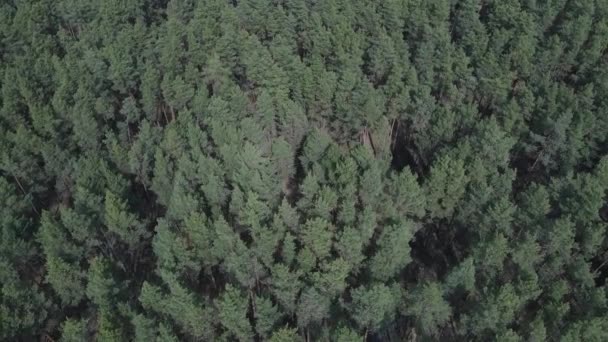 Pine forest in the afternoon aerial view, slow motion — Stock Video