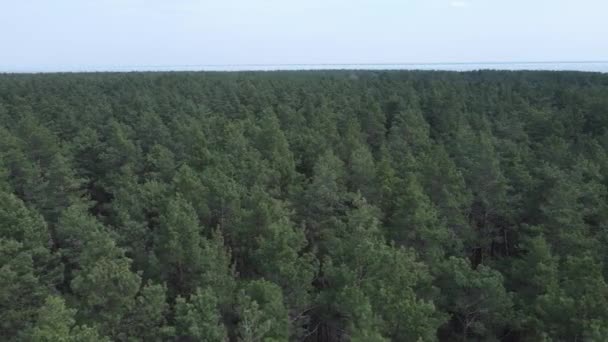 Bosque de pino verde de día, vista aérea — Vídeo de stock