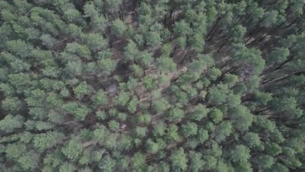 Green pine forest by day, aerial view — Stock Video