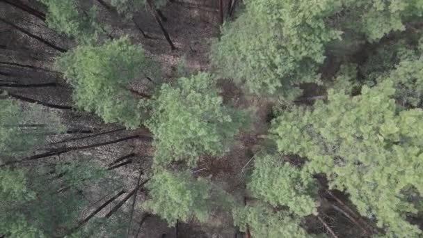 Зеленый сосновый лес днем, вид с воздуха — стоковое видео