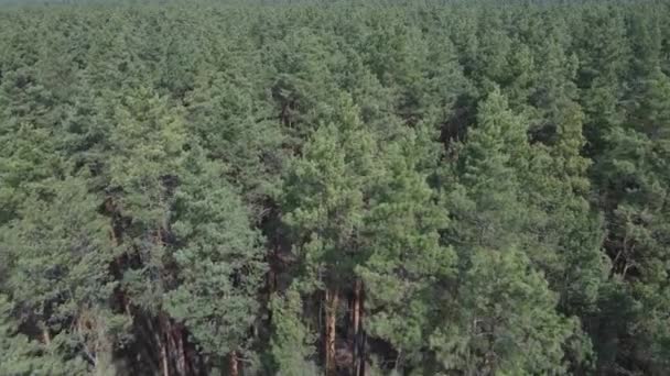 Pin vert de jour, vue aérienne