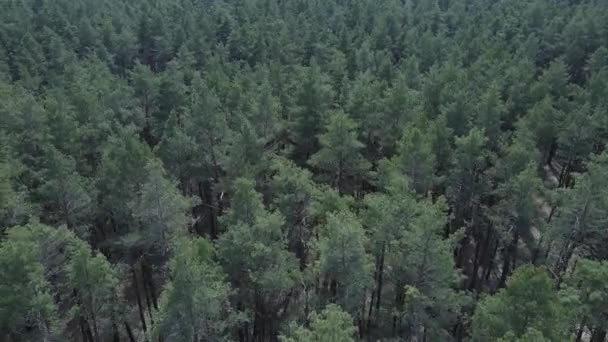 Bosque de pino verde de día, vista aérea — Vídeo de stock