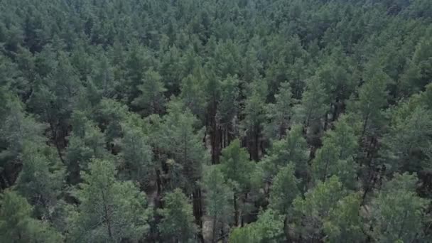 Grön tallskog på dagen, flygutsikt — Stockvideo