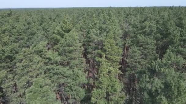 Pin vert de jour, vue aérienne