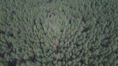 Gündüz yeşil çam ormanı, hava manzarası