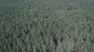 Gündüz yeşil çam ormanı, hava manzarası