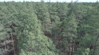 Gündüz yeşil çam ormanı, hava manzarası