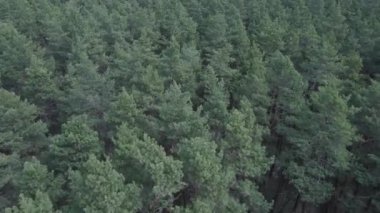 Gündüz yeşil çam ormanı, hava manzarası