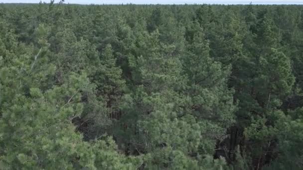 Grön tallskog på dagen, flygutsikt — Stockvideo