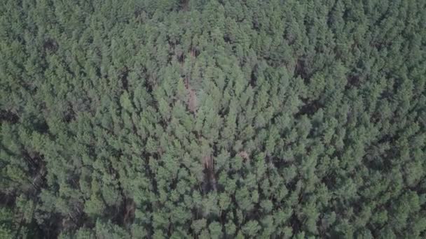 Zelený borový les ve dne, letecký pohled — Stock video