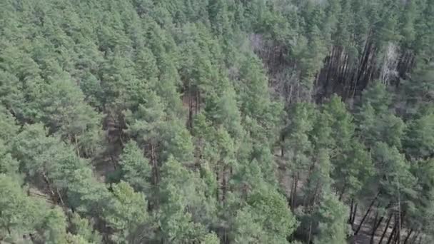 Green pine forest by day, aerial view — Stock Video