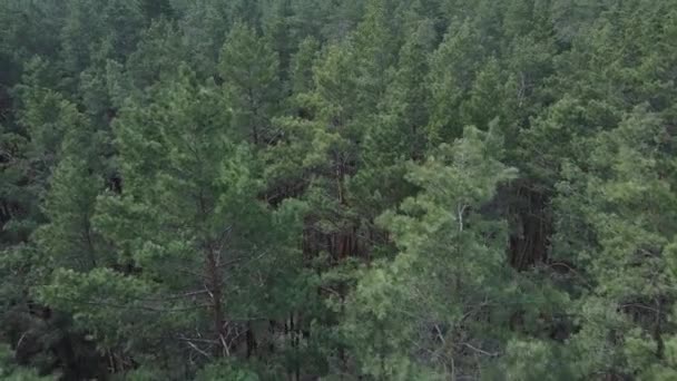 Bosque de pino verde de día, vista aérea — Vídeo de stock