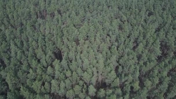 Зелений сосновий ліс за добу, вид з повітря — стокове відео