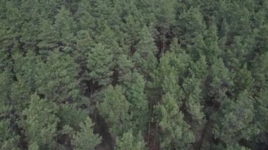 Gündüz yeşil çam ormanı, hava manzarası