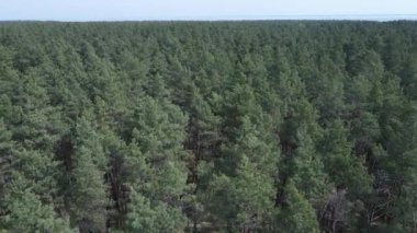 Gündüz yeşil çam ormanı, hava manzarası