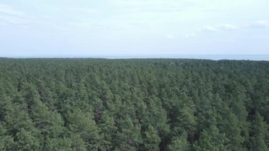 Gündüz yeşil çam ormanı, hava manzarası