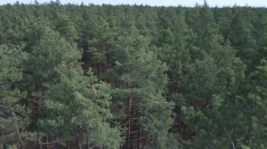 Gündüz yeşil çam ormanı, hava manzarası