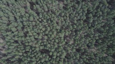 Gündüz yeşil çam ormanı, hava manzarası