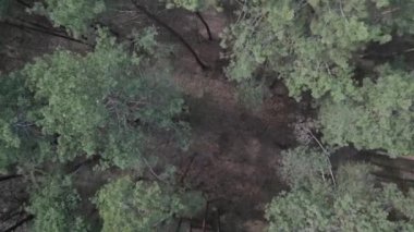 Gündüz yeşil çam ormanı, hava manzarası