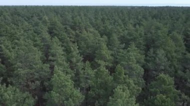 Gündüz yeşil çam ormanı, hava manzarası