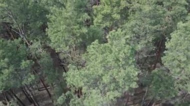 Gündüz yeşil çam ormanı, hava manzarası