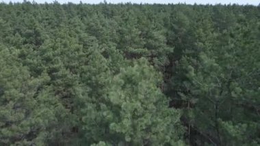 Gündüz yeşil çam ormanı, hava manzarası