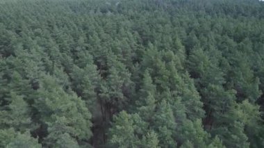 Gündüz yeşil çam ormanı, hava manzarası