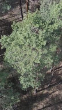Gündüz yeşil çam ormanının dikey videosu, hava manzarası