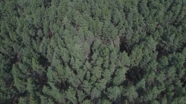 Green pine forest by day, aerial view — Stock Video