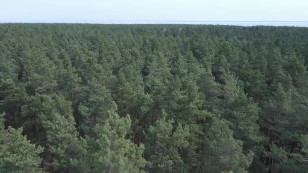 Floresta de pinheiros verde por dia, vista aérea — Vídeo de Stock