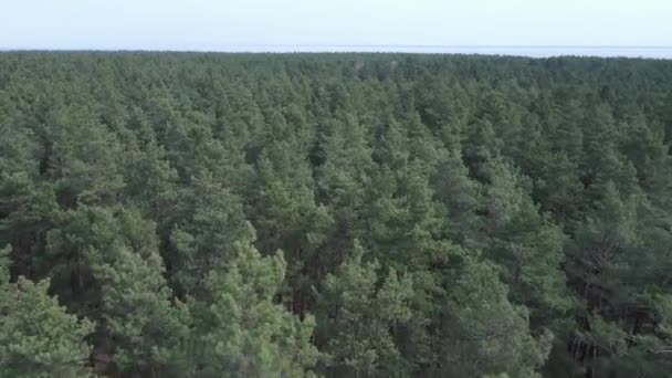 Groen dennenbos overdag, uitzicht vanuit de lucht — Stockvideo