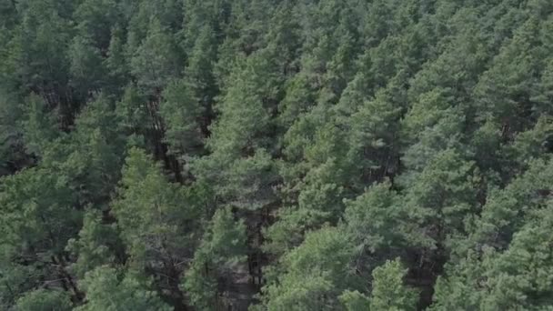Hutan pinus hijau pada siang hari, pemandangan udara — Stok Video