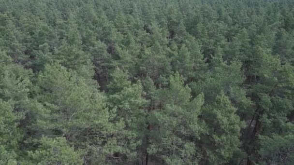 Groen dennenbos overdag, uitzicht vanuit de lucht — Stockvideo