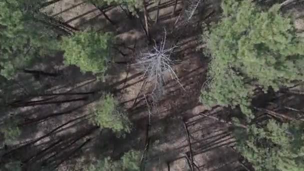 Bosque de pino verde de día, vista aérea — Vídeos de Stock